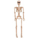 Halloween Posable Skeleton 36in